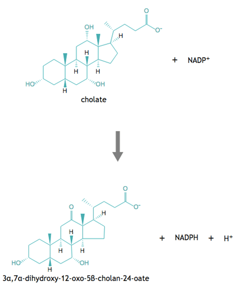 Moleküldiagramme der chemischen Reaktion, die von 12alpha-Hydroxysteroid-Dehydrogenase katalysiert wird