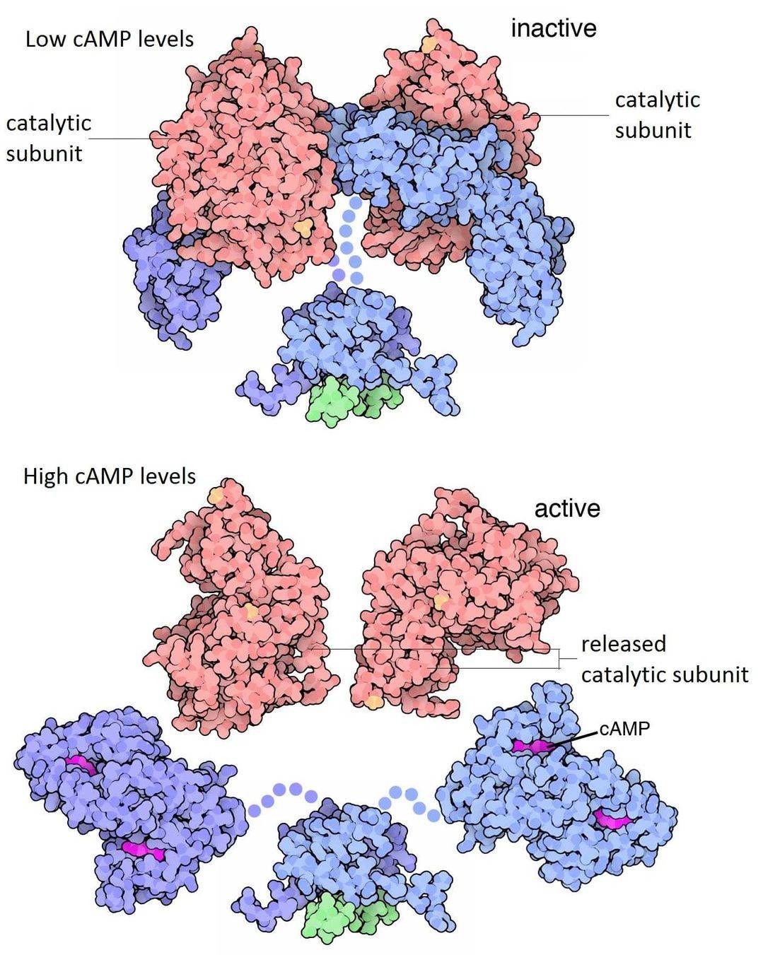 Proteinkinase A