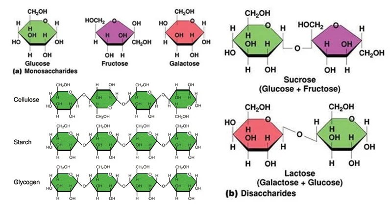 Chemische Struktur von Monosacchariden, Disacchariden und Polysacchariden.