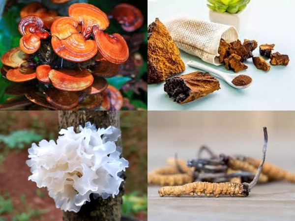 Beispiele für Pilze, die zur Herstellung von Extrakten verwendet werden können: Reishi, Chaga, Tremella und Cordyceps.