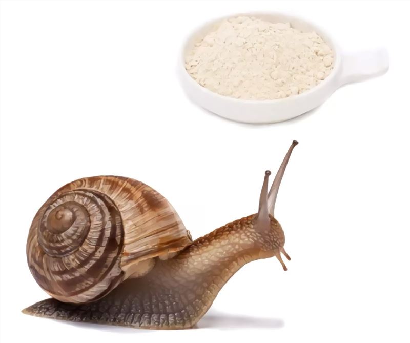 Schnecke und Schneckenextrakt