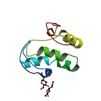 Proteinstruktur von Wnt8.