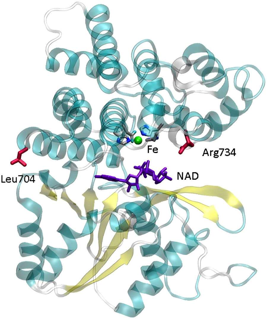 Struktur der Aldehyd-Alkohol-Dehydrogenase