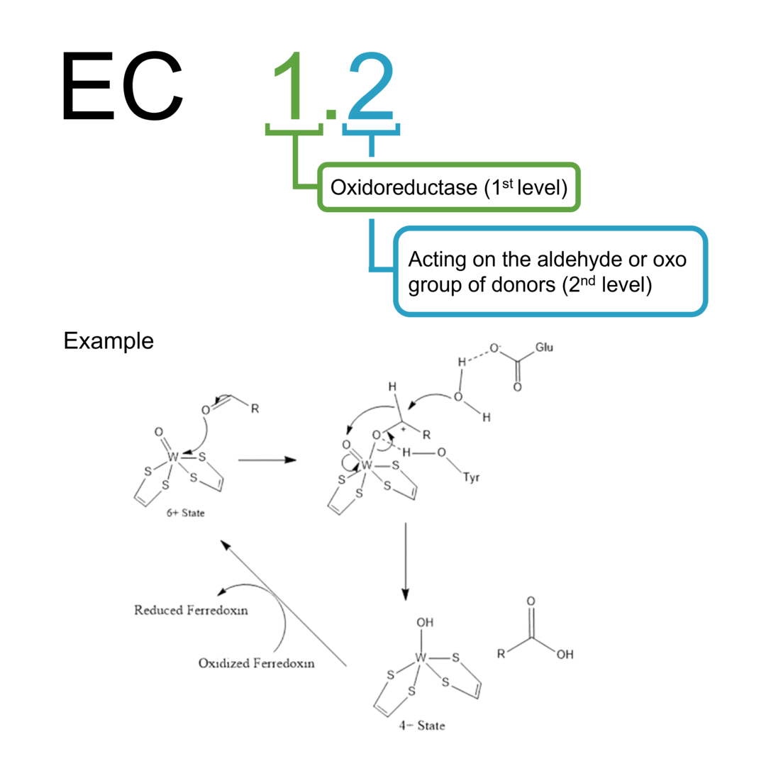 Aktivitätsmessung für EC 1.2 Oxidoreduktasen: Aldehyd-/Oxo-Gruppendonoren