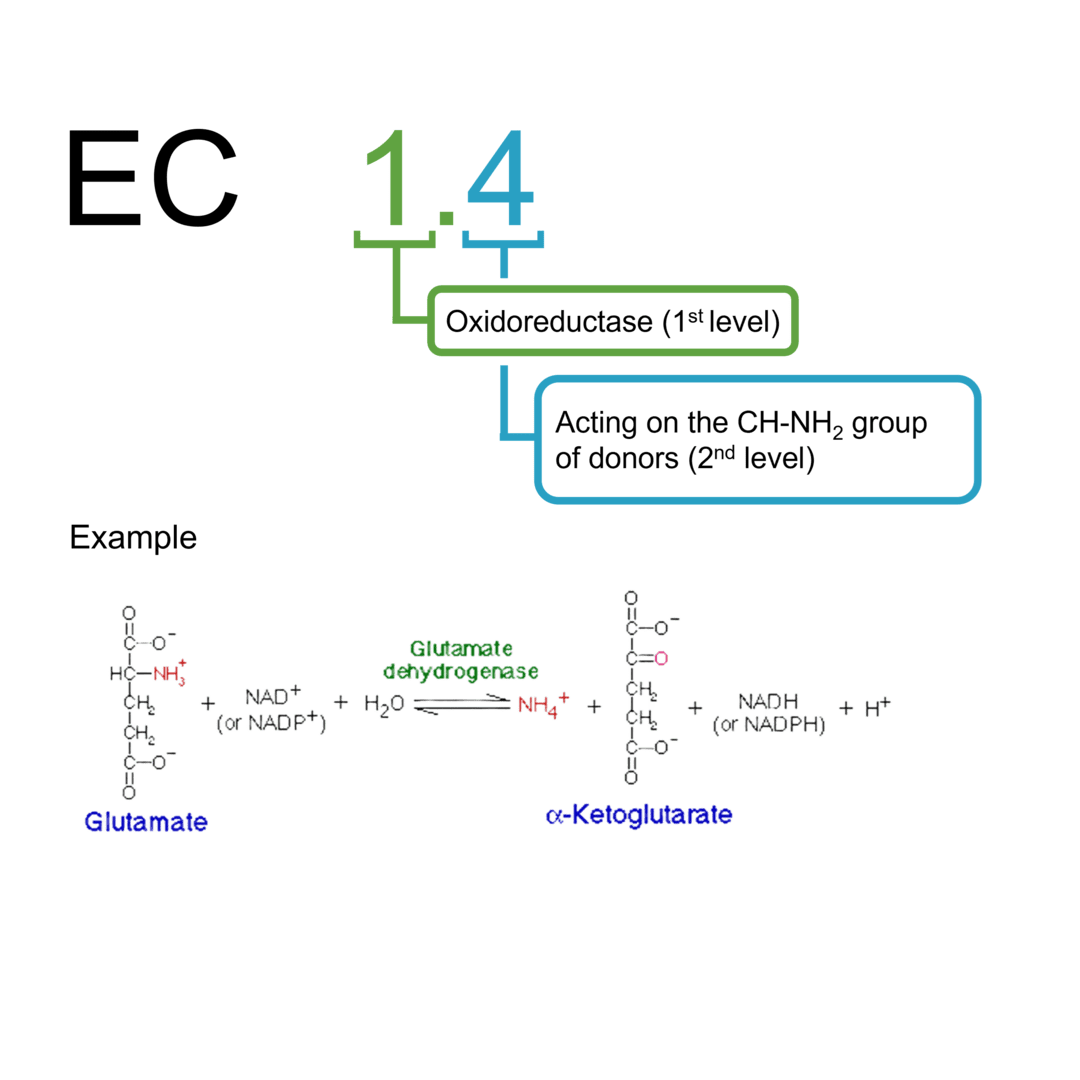 EC 1.4 Oxidoreduktasen: CH-NH2-Gruppe der Donoren
