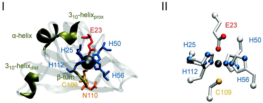 Die Kristallstruktur der Superoxid-Reduktase