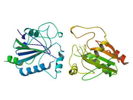 Struktur der Glutathionperoxidase 1 (PDB: 1gp1)