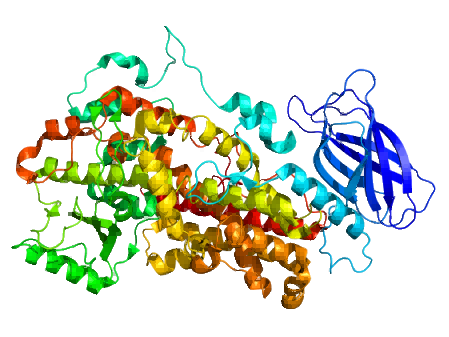 Struktur der Arachidonat-12-Lipoxygenase (ALOX12) (PDB: 2abu)