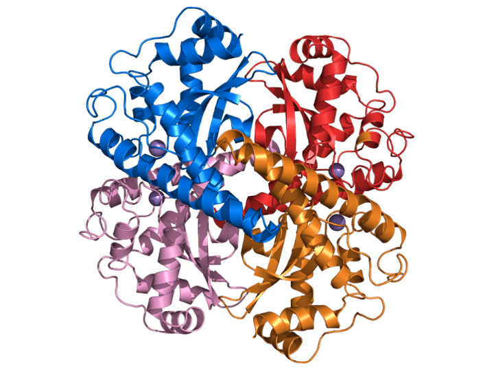 Struktur des Tetramers der humanen Superoxiddismutase 2 (SOD2)