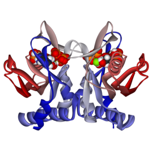 Structure of human adenine phosphoribosyltransferase (APRTase) dimer in complex with phosphoribosyl pyrophosphate, adenine and ribose 5-phosphate