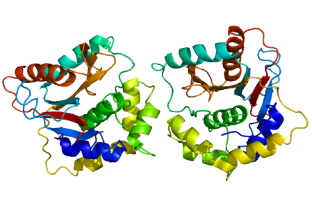 Struktur der Ubiquitin-Carboxy-terminalen Hydrolase L1 (UCHL1, PDB: 2etl)
