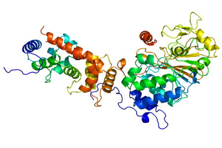 Struktur des Calcineurin-Heterodimers aus katalytischer (PPP3CA) und regulatorischer (PPP3R1) Untereinheit