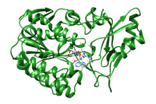 Struktur der Phosphonoacetat-Hydrolase (PDB:1e16); Zinkionen und Phosphonoformiat sind im aktiven Zentrum dargestellt