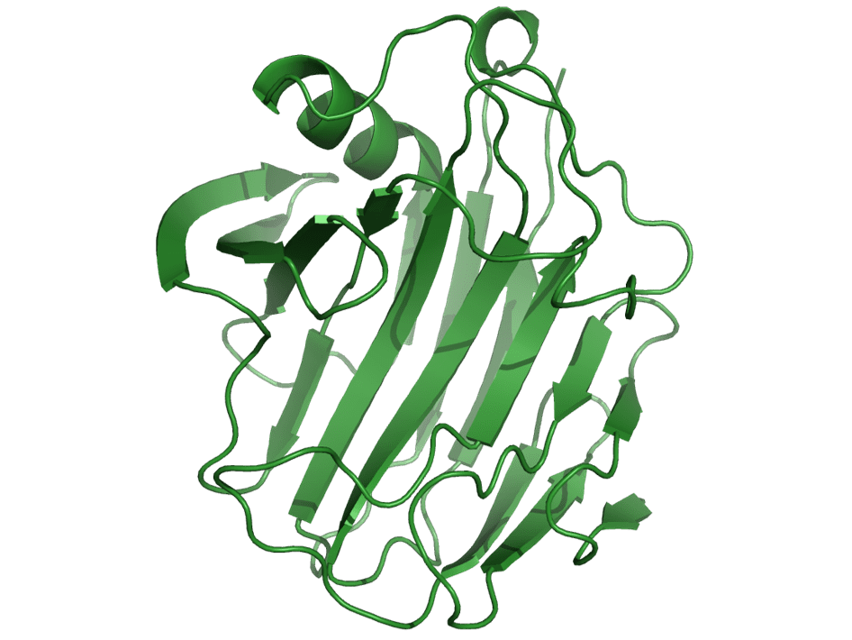 Bändermodell der katalytischen Domäne der Streptomyces lividans β-1,4-Endoglucanase aus der Glycosidhydrolase-Familie 12
