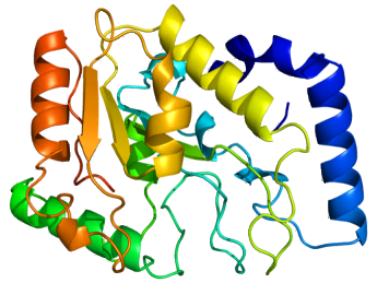Struktur des UNG-Proteins (PDB-Code: 1akz)