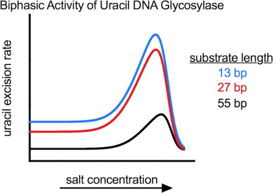Ionen-DNA-Interaktionen als Schlüsselfaktor der Uracil-DNA-Glykosylase-Aktivität