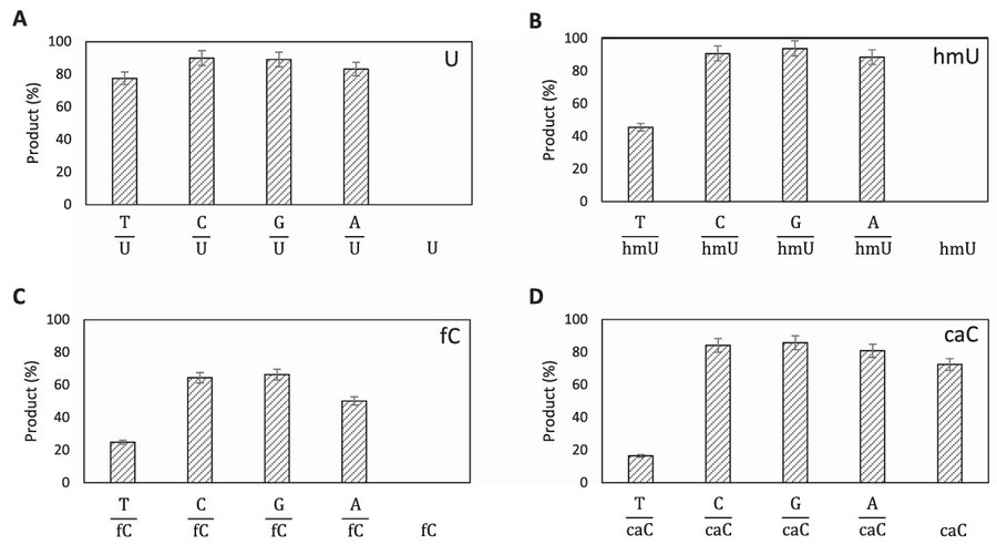 Screening der Glykosylase-Aktivität auf mC und dessen oxidative Derivate