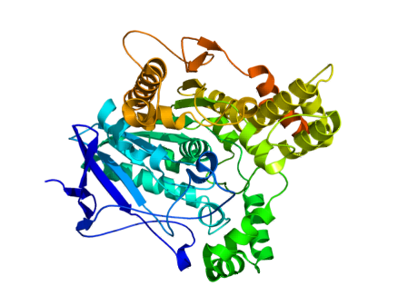 Structure of acetylcholinesterase (EC 3.1.1.7) from Torpedo californica (PDB: 1ea5)