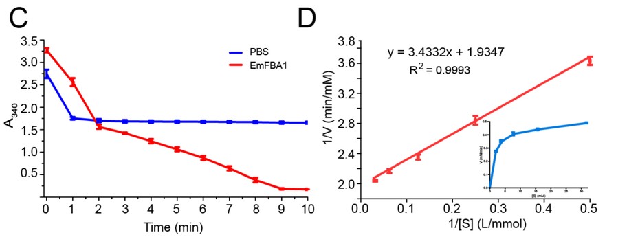 Enzyme kinetics of fructose-1,6-bisphosphate aldolase in Echinococcus multilocularis