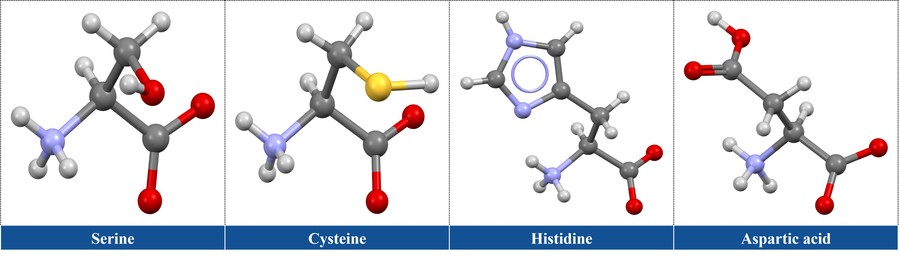 Einige bemerkenswerte Aminosäuren in der enzymatischen Aktivität: Serin, Cystein, Histidin, Aspartat und Glutamat.
