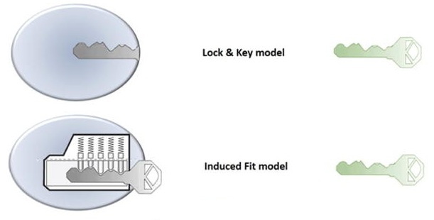 Zwei primäre Modelle von Enzym-Substrat-Komplexen: Schloss-und-Schlüssel-Modell und induzierte Passform-Modell.