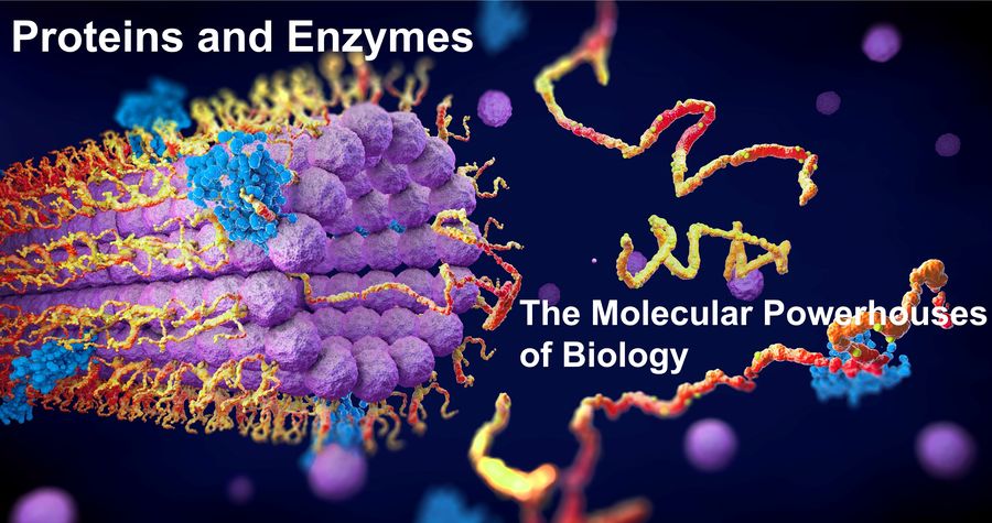 Proteine und Enzyme: Die molekularen Kraftwerke der Biologie