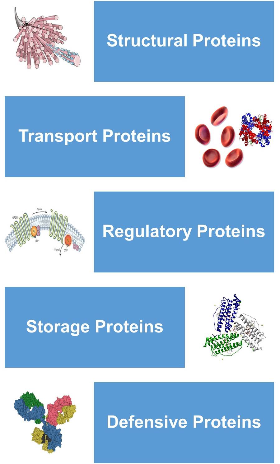 Arten von Proteinen: Strukturproteine, Transportproteine, regulatorische Proteine, Speicherproteine und Defensivproteine.