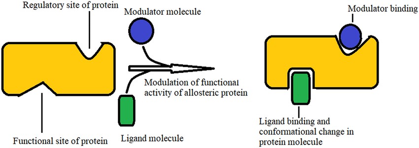 Funktion des allosterischen Proteins, das an Enzyme an spezifischen Stellen bindet und deren Aktivität verstärkt oder hemmt.