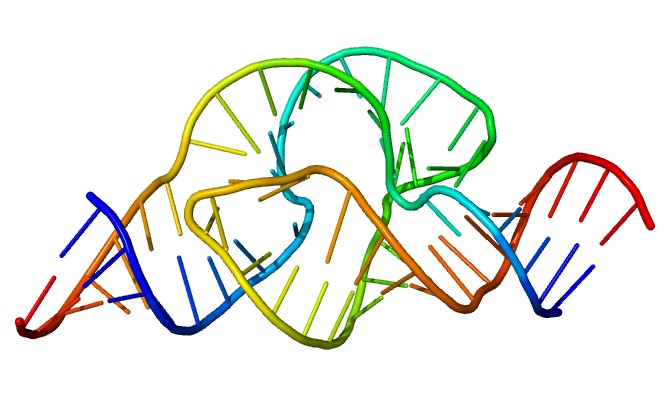 Ribozyme sind RNA-Moleküle, die die Fähigkeit haben, spezifische biochemische Reaktionen zu katalysieren.