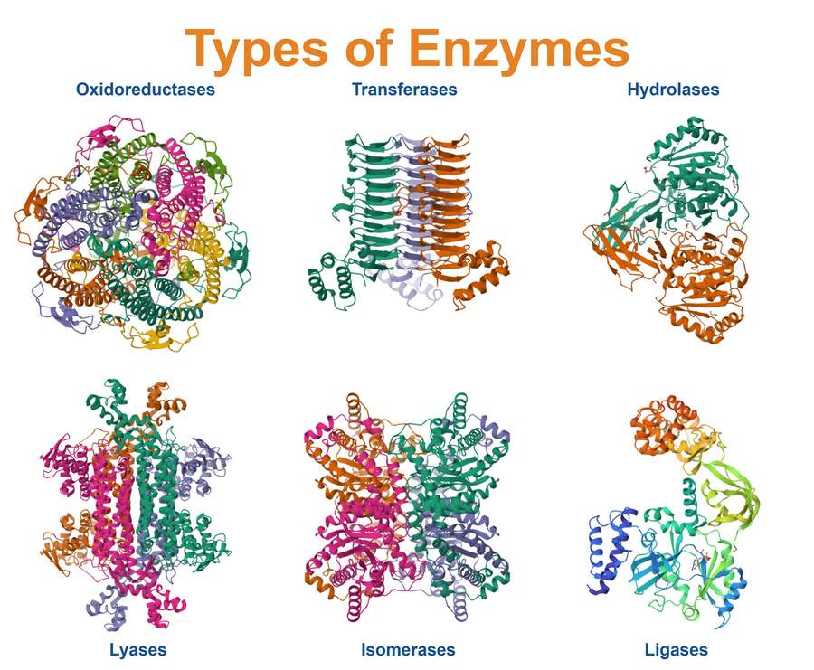 Sechs Hauptklassen von Enzymen: Oxidoreduktasen, Transferasen, Hydrolasen, Lyasen, Isomerasen und Ligasen.