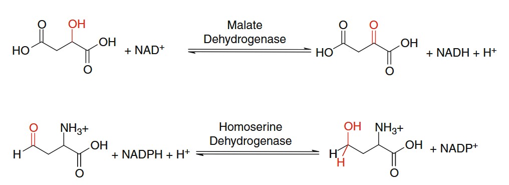 Oxidationsreaktion mit Malatdehydrogenase und Homoserin-Dehydrogenase.