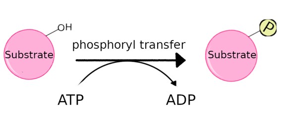 Kinasen übertragen Phosphatgruppen von ATP auf Moleküle.