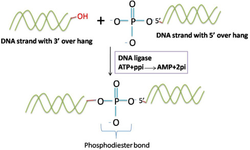 DNA-Ligasen katalysieren Reaktionen zur Bildung von Phosphodiesterbindungen.