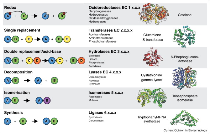 Die Reaktionen und Beispiele der sechs Enzymtypen: Oxidoreduktasen, Transferasen, Hydrolasen, Lyasen, Isomerasen und Ligasen.