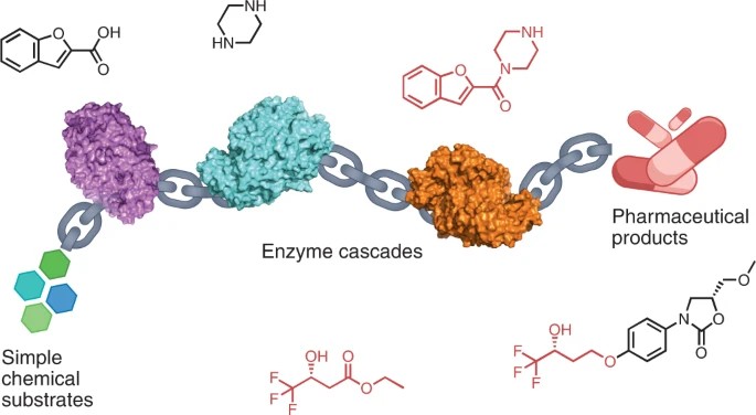 Mehrstufige Enzymkaskaden als Weg zu grünen und nachhaltigen pharmazeutischen Synthesen.