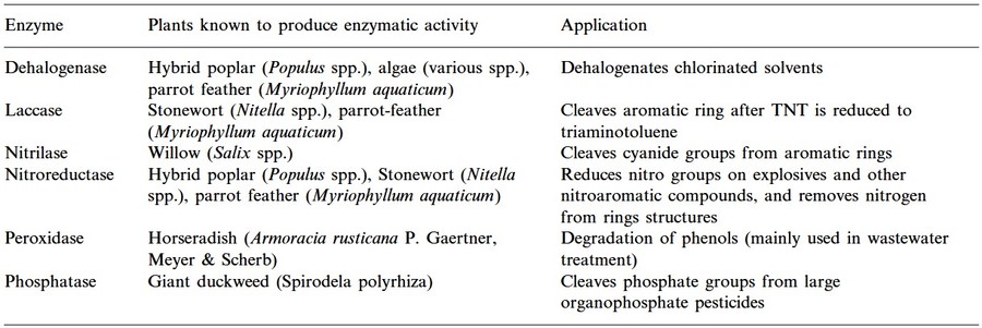 Eine tabellarische Zusammenfassung einiger wichtiger Enzyme, ihrer enzymatischen Aktivitäten und Anwendungen.