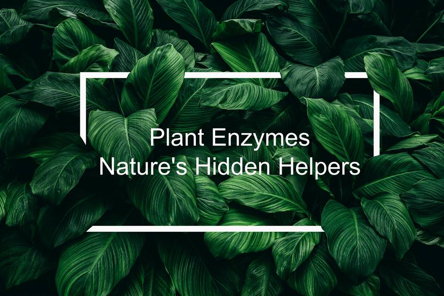 Creative Enzymes bietet pflanzenabgeleitete Enzyme an.