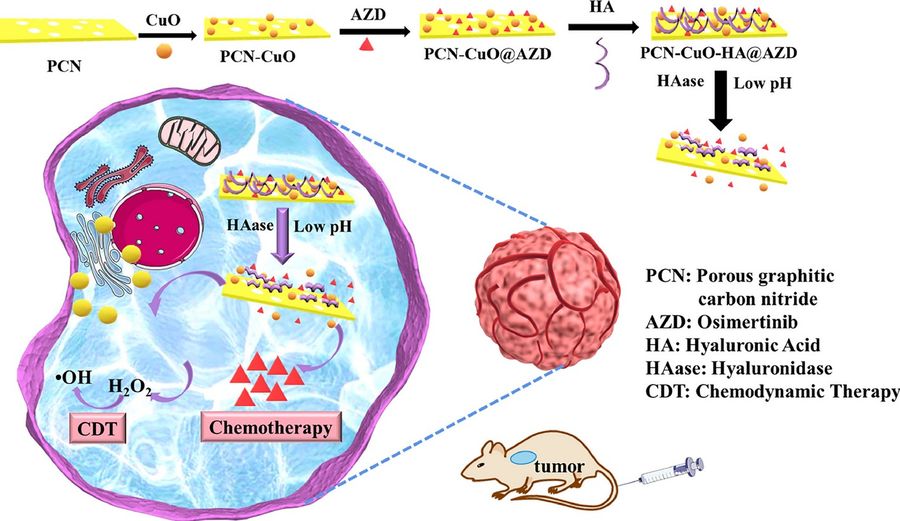 Anwendung eines pH- und hyaluronidase-doppelreaktiven mesoporösen Kohlenstoffnitrid-Nano-Arzneimittelsystems für die chemodynamische Therapie und Chemotherapie-Kombinationstherapie von nicht-kleinzelligem Lungenkrebs.
