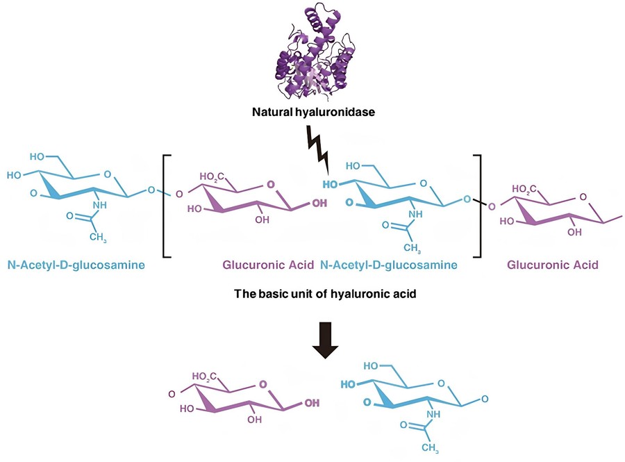Hyaluronidasen hydrolysieren die glykosidischen Bindungen innerhalb der Hyaluronsäuremoleküle.