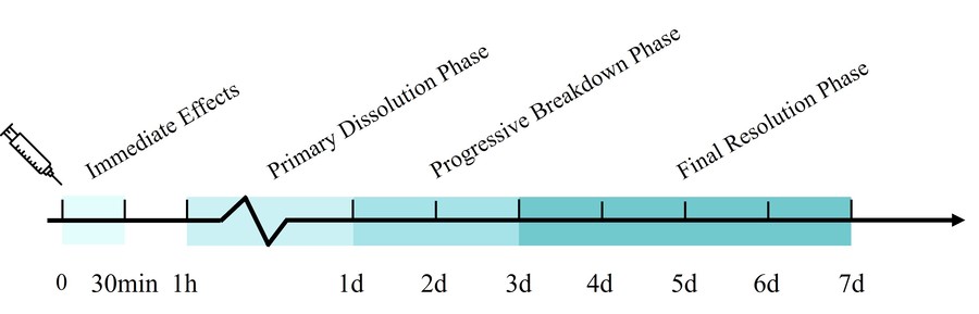 Erwarteter Zeitrahmen für die Ergebnisse der Hyaluronidase-Injektion und Phasen: sofortige Effekte, primäre Auflösungsphase, fortschreitende Abbauphase und Endphase der Auflösung.