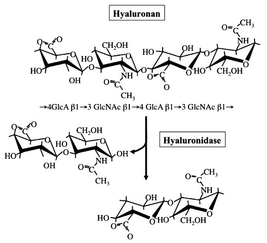 Hyaluronidase baut Hyaluonan (Hyaluronsäure) ab.