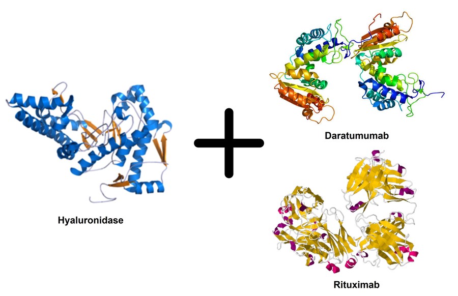 Hyaluronidase wird in Kombination mit daratumumab und rituximab verwendet.