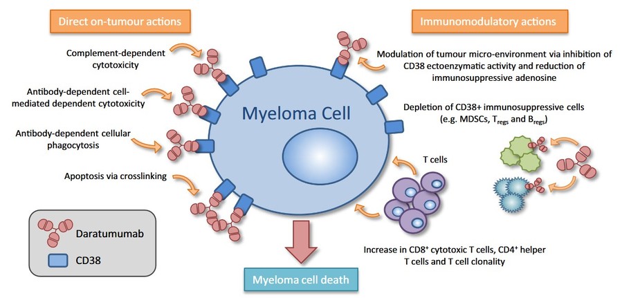 Daratumumab wirkt durch direkte Tumorwirkungen und immunmodulatorische Wirkungen, die zum Tod von Myelomzellen führen.