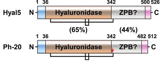 Schematische Darstellung des Genaufbaus von HYAL5 und HYAL7 – zwei spermien-spezifischen Hyaluronidase-Isoformen.