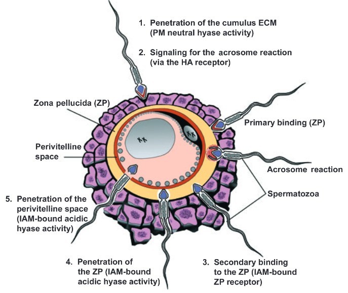 Hyaluronidase spielt eine entscheidende Rolle im Prozess der Spermienpenetration in die Eizelle.