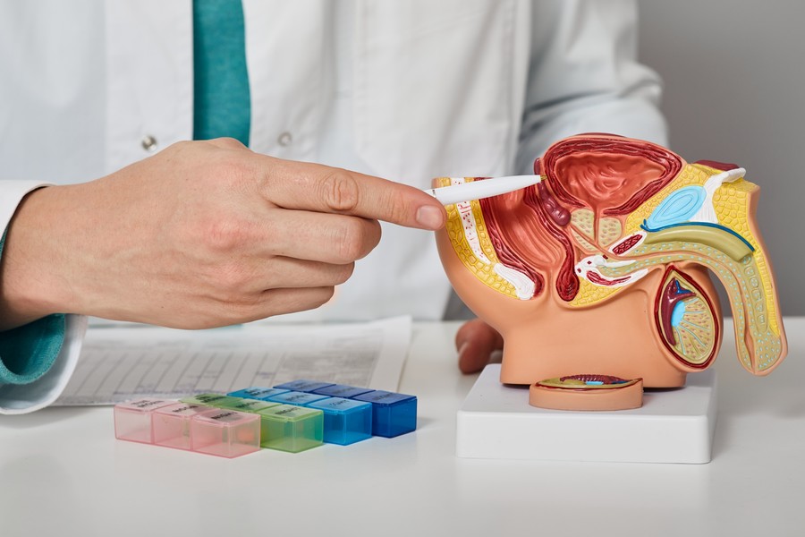 Das männliche Fortpflanzungssystem und Hyaluronidase: Ein biologischer Einblick