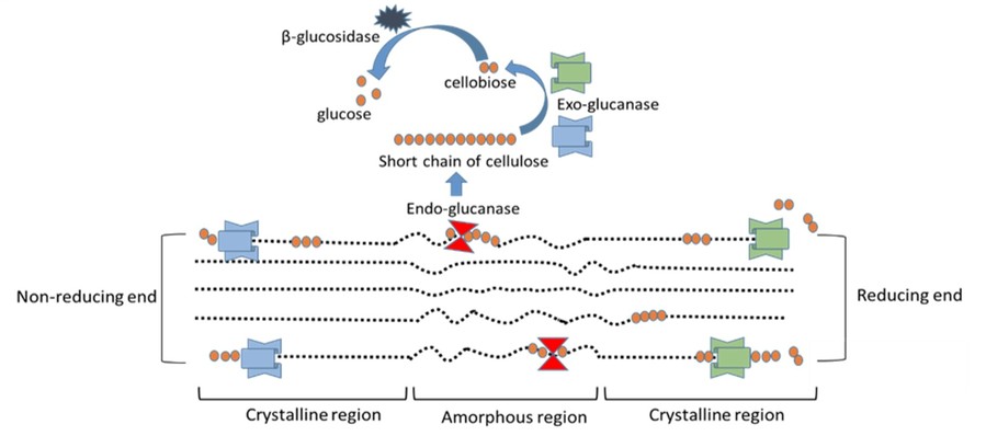 Synergistische Wirkung des Cellulase-Komplexes.