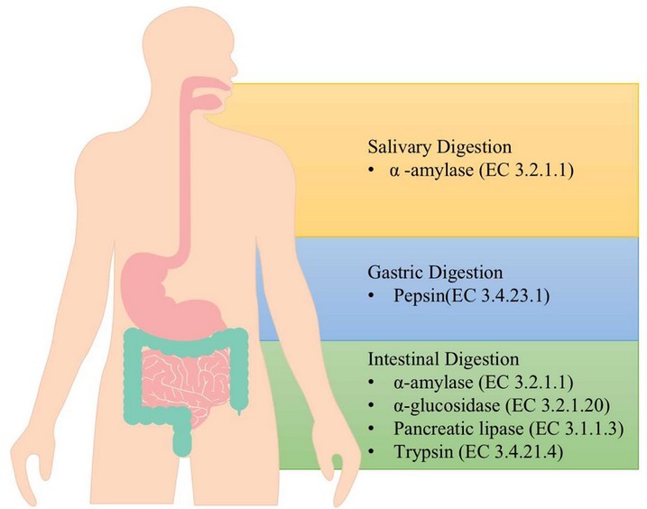 Hauptverdauungsenzyme im menschlichen Körper: Alpha-Amylase, Pepsin, Alpha-Glucosidase, Pankreaslipase und Trypsin.