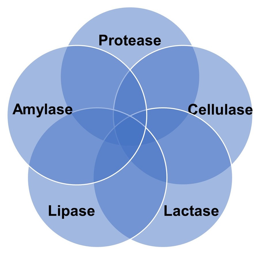 Typische Enzymtypen in einer Verdauungsenzym-Mischung umfassen Protease, Amylase, Cellulase, Lipase und Laktase.