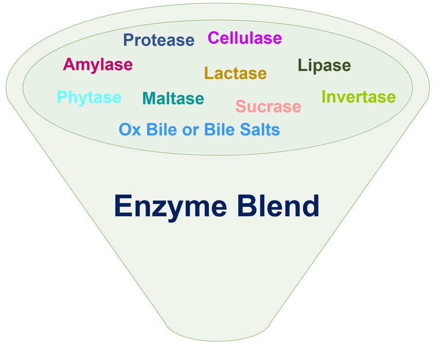 Zutaten in einer Verdauungsenzym-Mischung umfassen Amylase, Protease, Lipase, Lactase, Cellulase, Phytase, Maltase, Sucrase, Invertase und mehr.